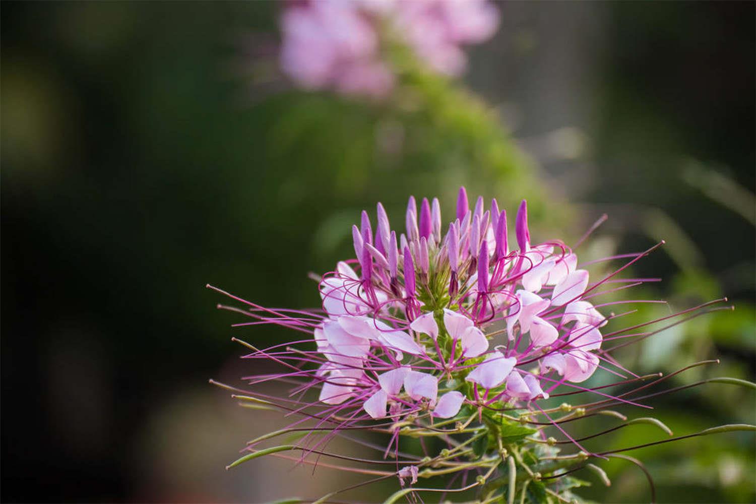 Drunk butterfly flower