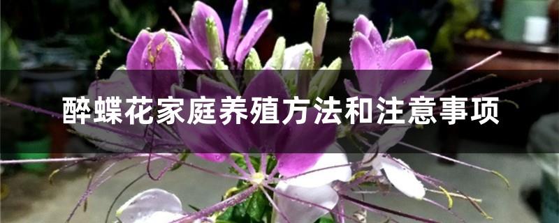 Methods and Precautions for Family Breeding of Butterfly Flower