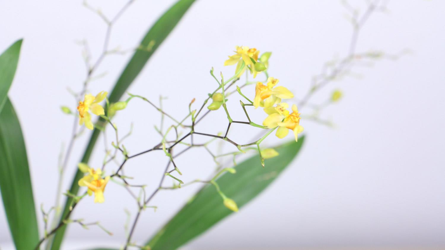 Oncidium