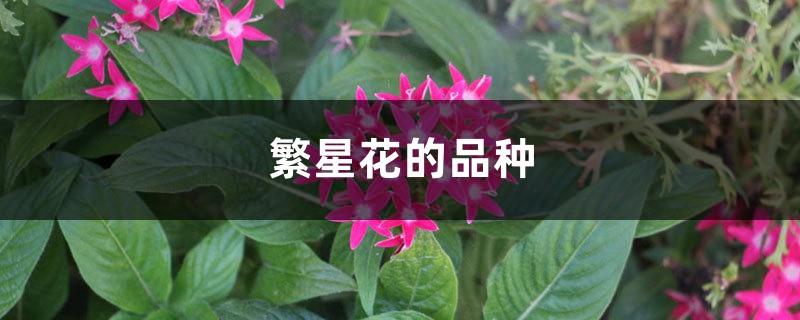 Variety of Star Flower