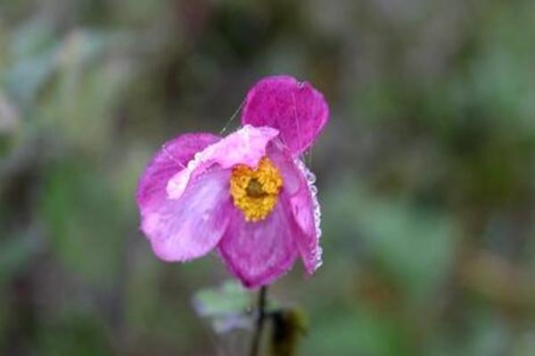 What kind of plants are bowl-beating flowers, bowl-breaking flowers, and bowl-breaking flowers