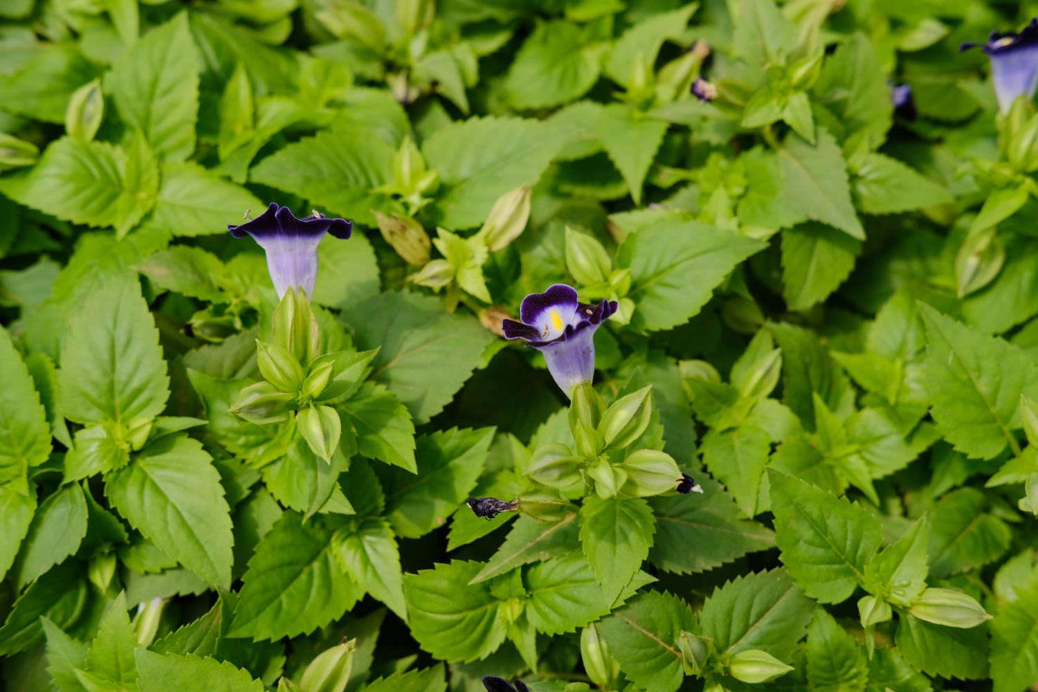 Summer Pansy