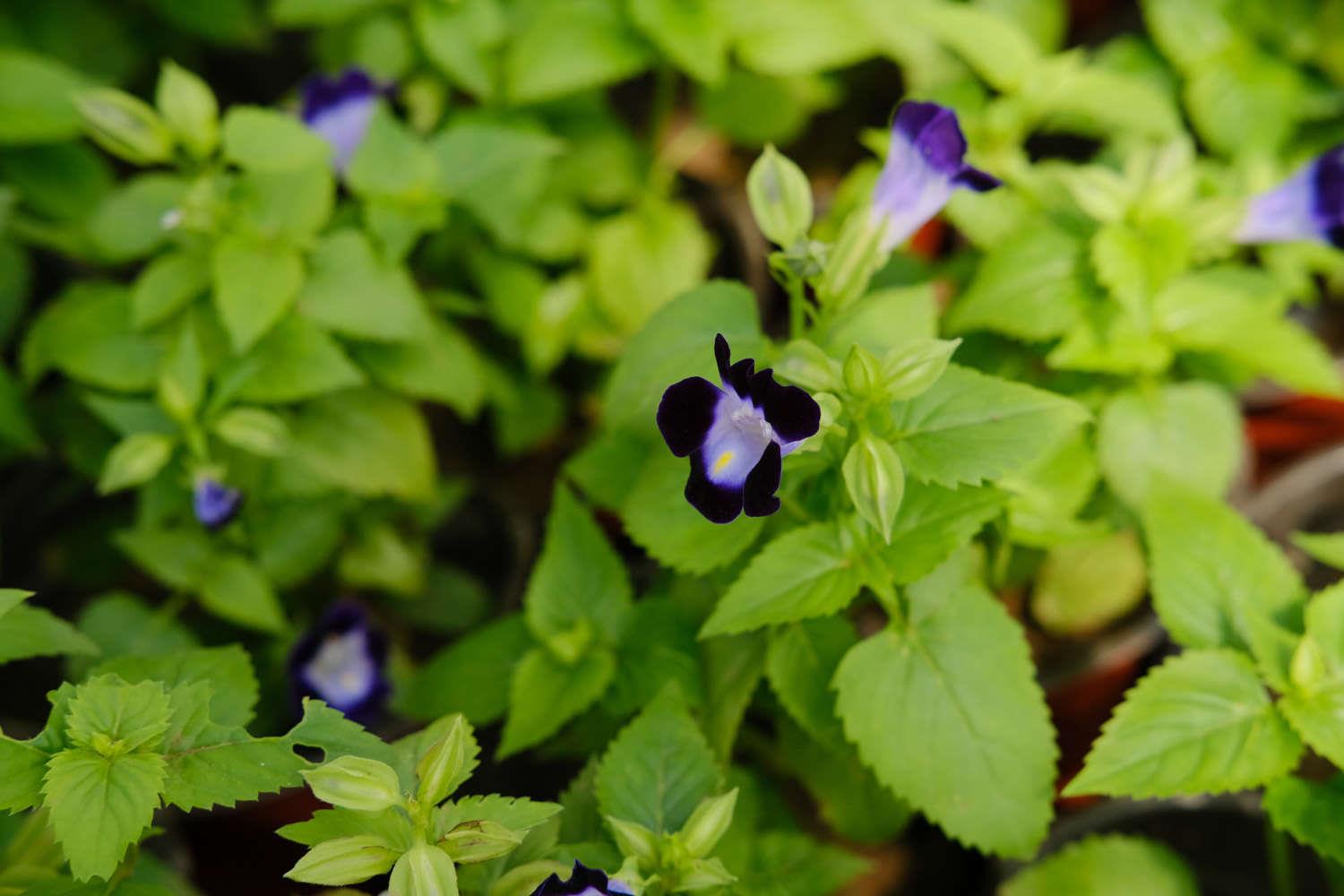 Summer Pansy