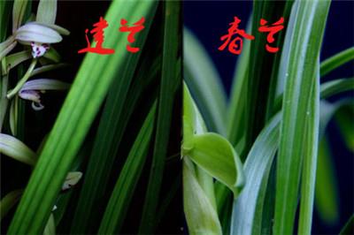 Jianlan and Chunlan Difference 1 between Chunlan: leaf gloss