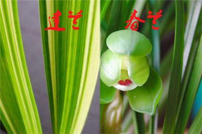  The second difference between Jianlan and Chunlan: the texture of the leaf surface