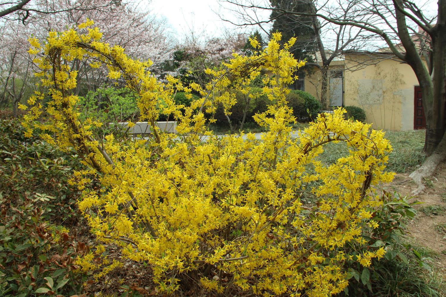 Forsythia