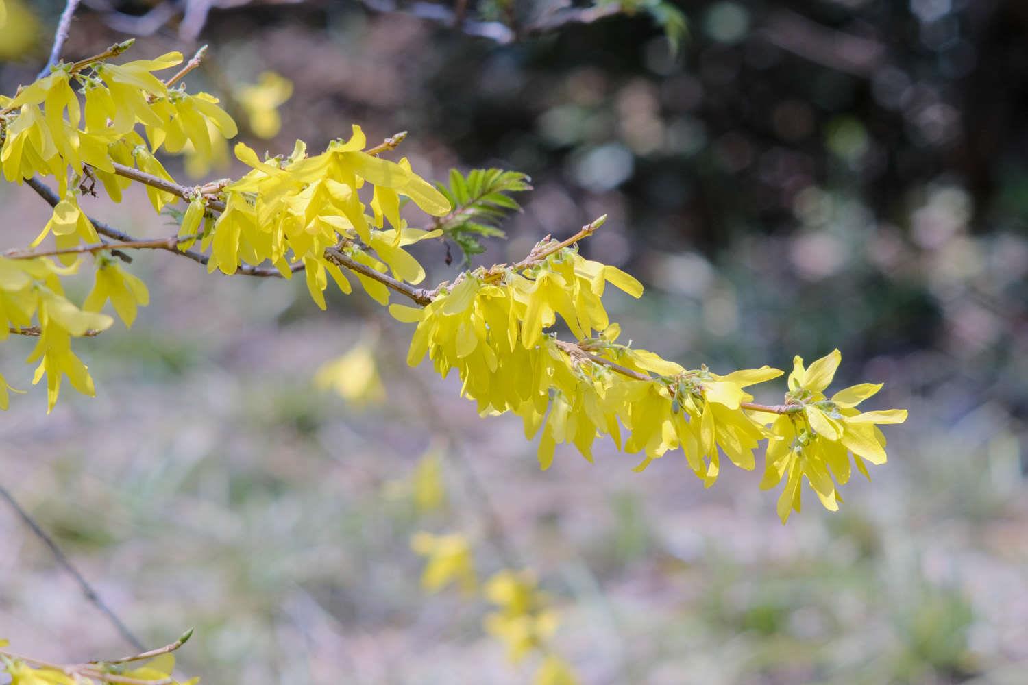 Forsythia