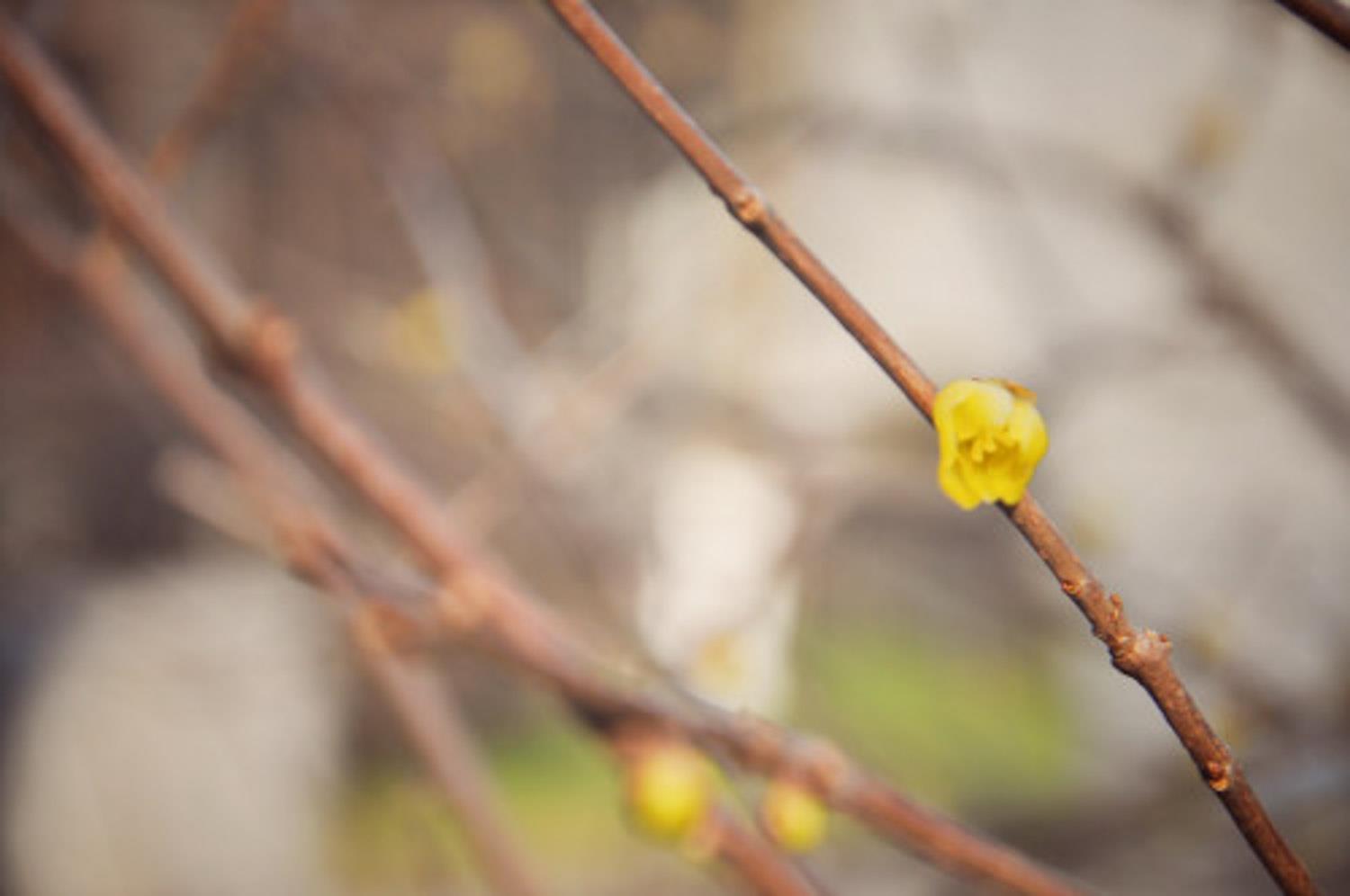 Forsythia