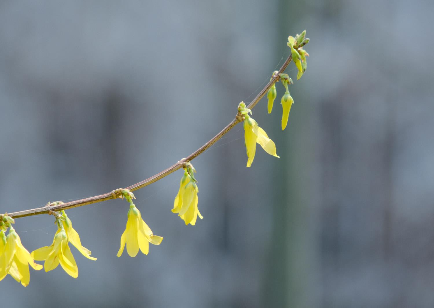 Forsythia