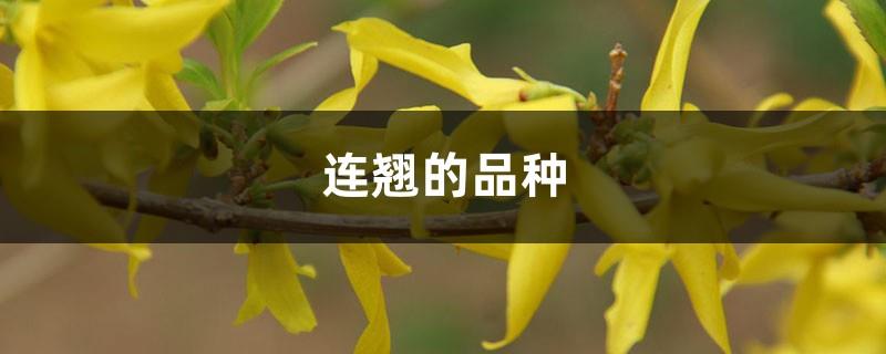 Variety of Forsythia