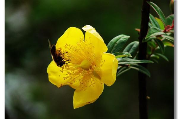 How to grow the Broken Bowl Flower