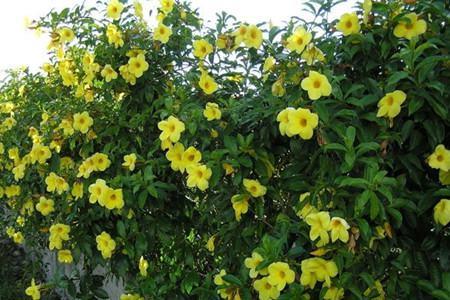 The branches of Soft-branch Yellow Cicada