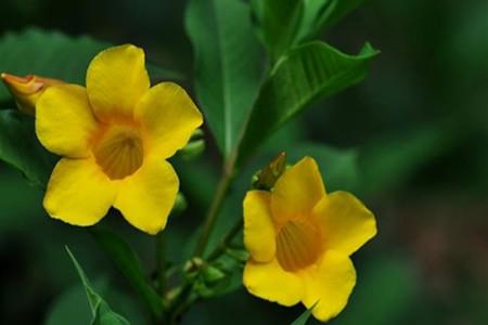 The flower of the yellow cicada