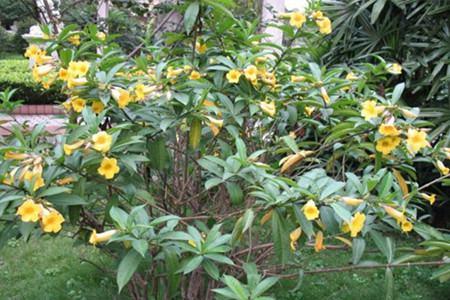 The branches of the yellow cicada