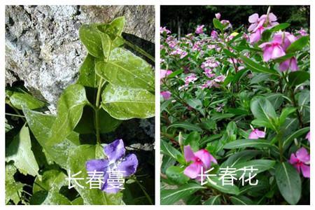 The difference between periwinkle and periwinkle: plant shape