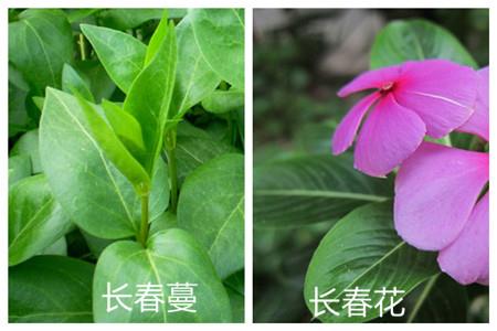 The difference between periwinkle and periwinkle: leaf shape