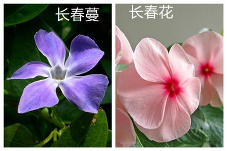 The difference between periwinkle and periwinkle: flower shape