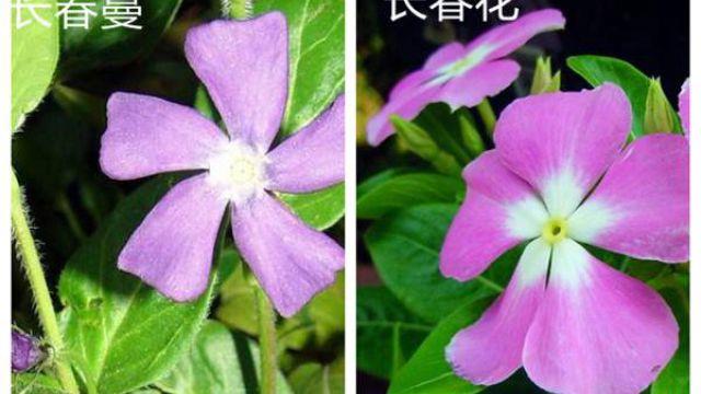 The difference between periwinkle and periwinkle