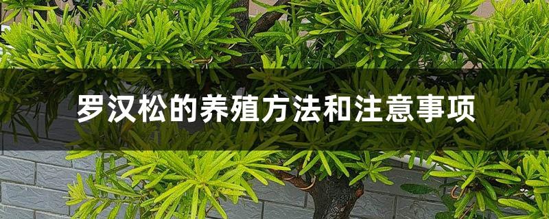 Podocarpus cultivation methods and precautions