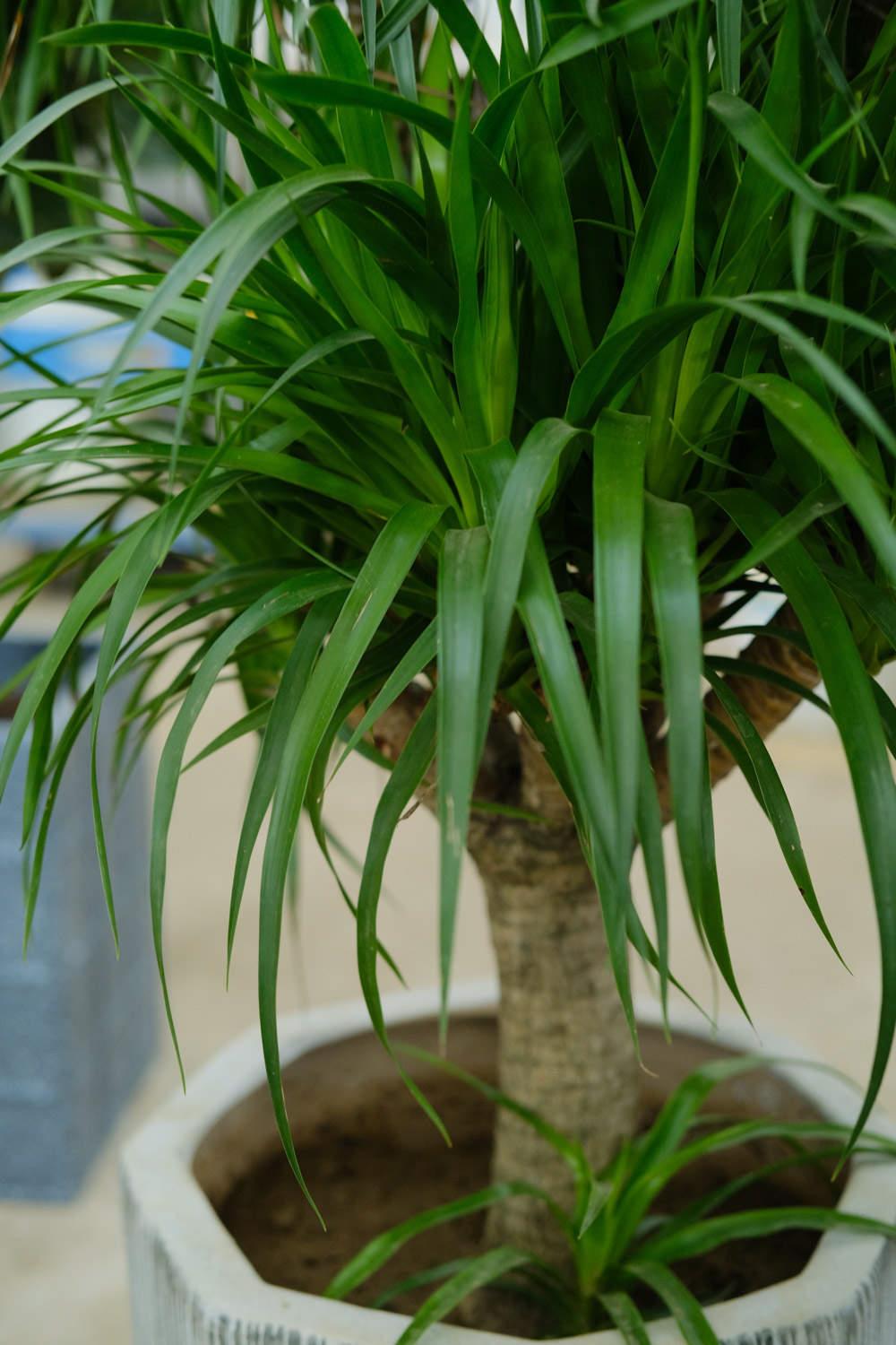 Dragon Blood Tree