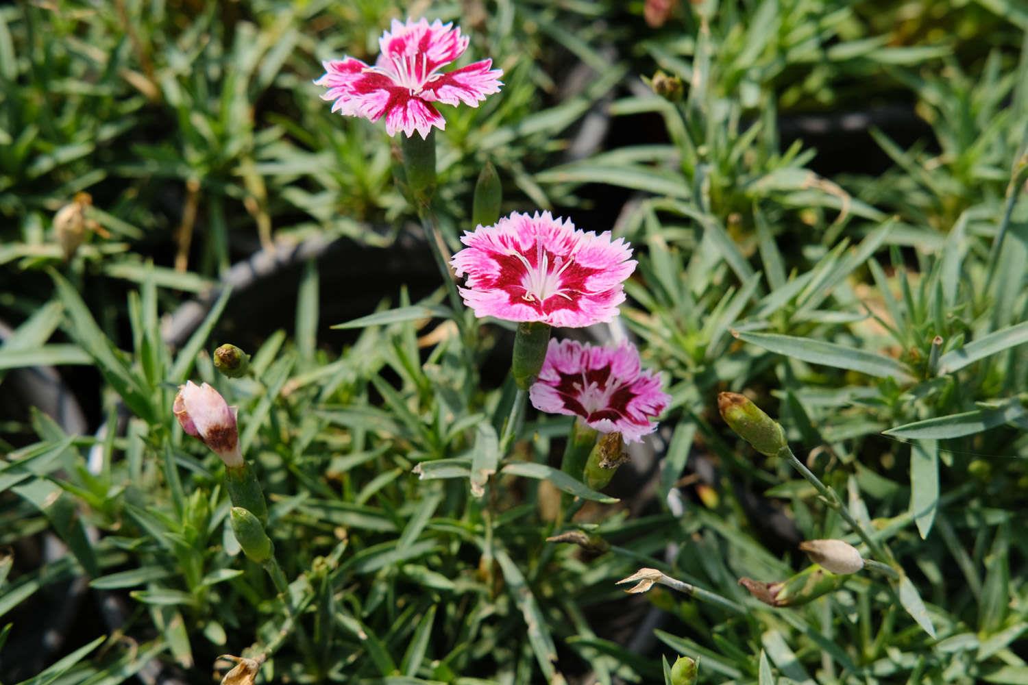 Dianthus