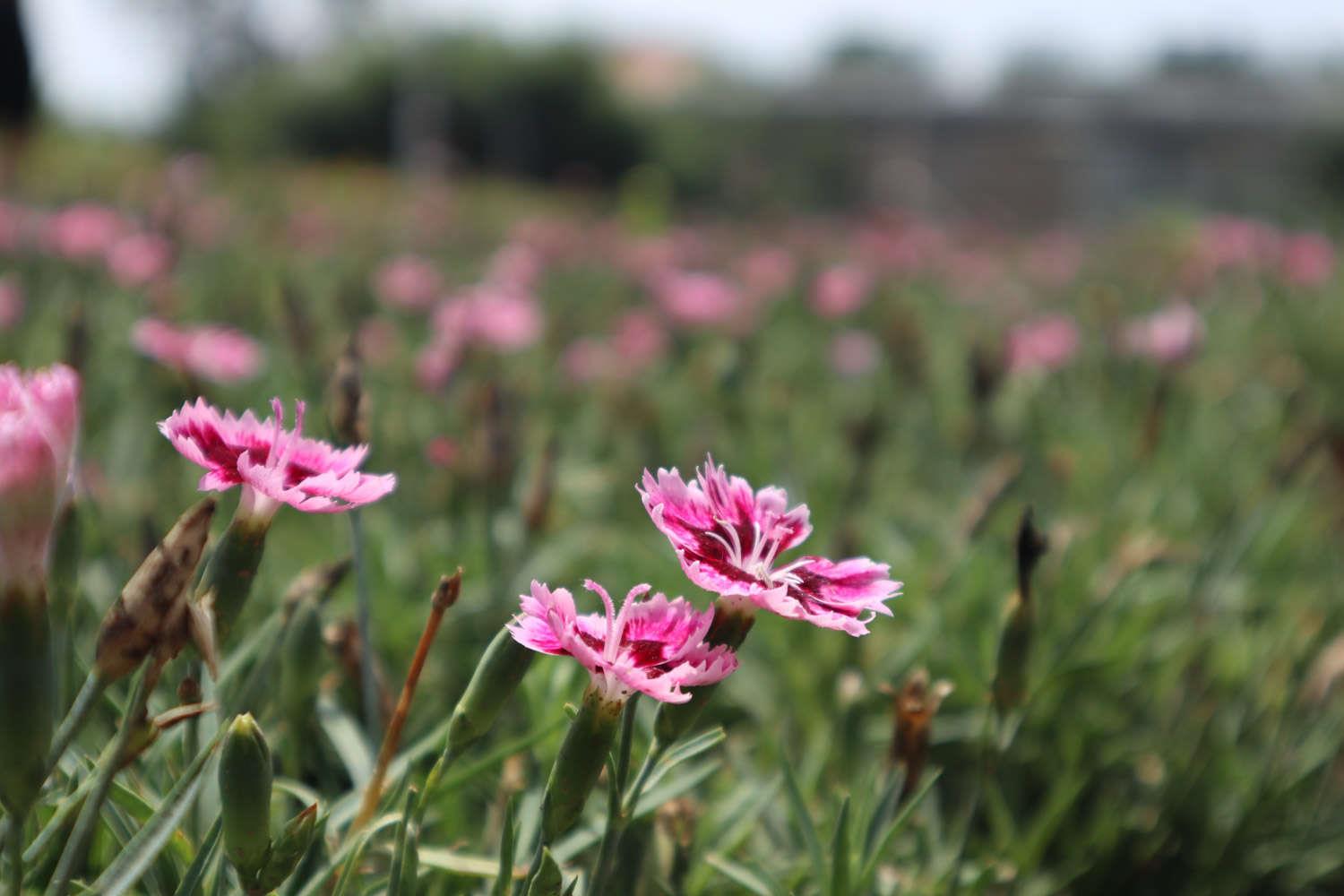 Dianthus