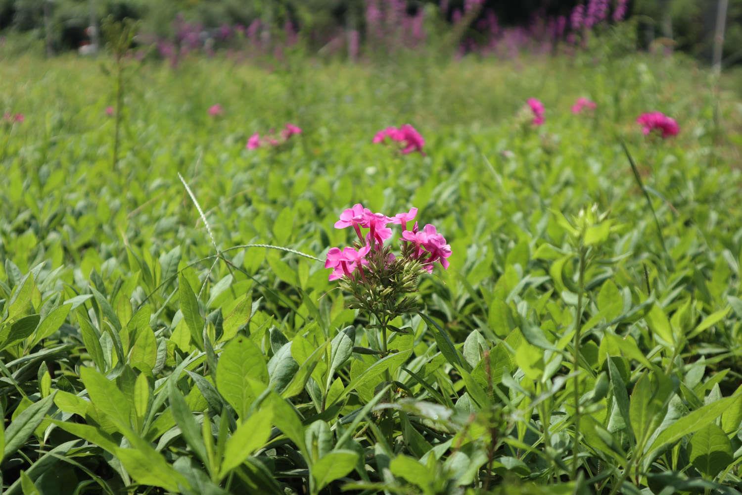 Dianthus