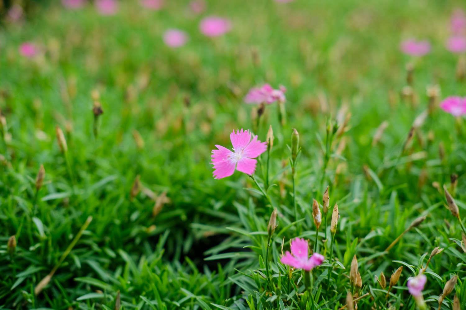 Dianthus