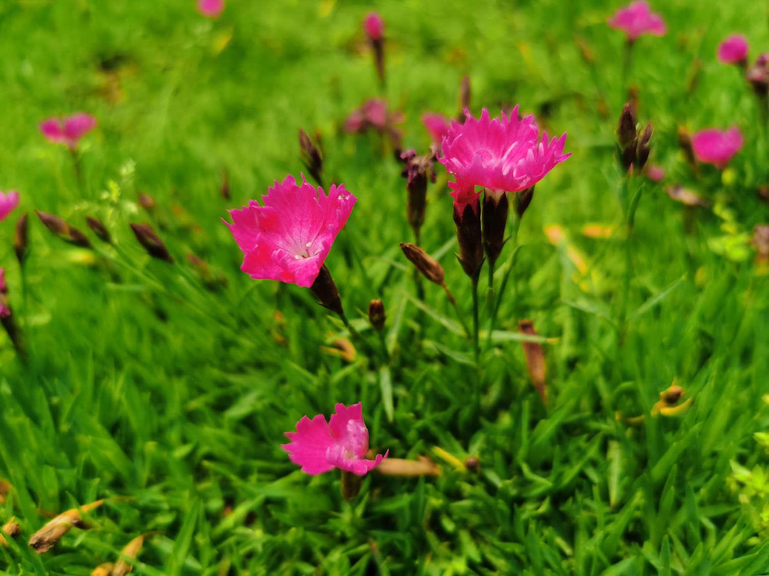 Dianthus