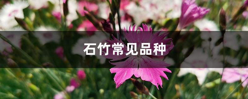 Common varieties of dianthus