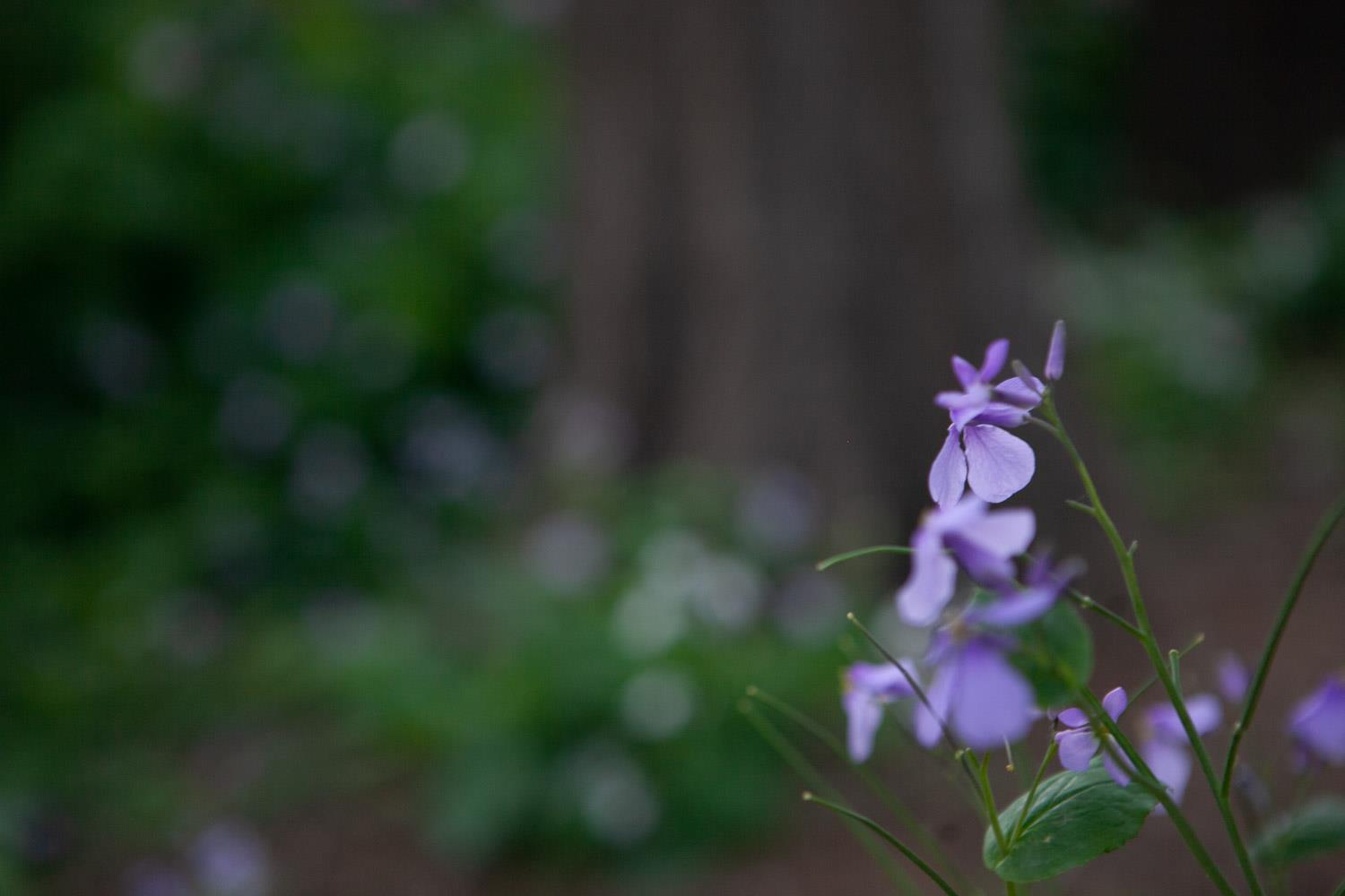 February Orchid