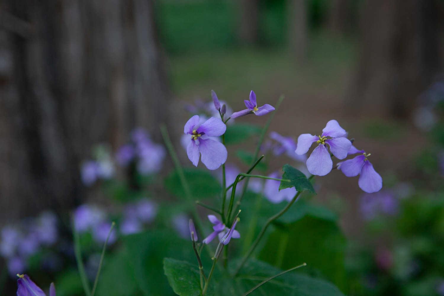 February Orchid