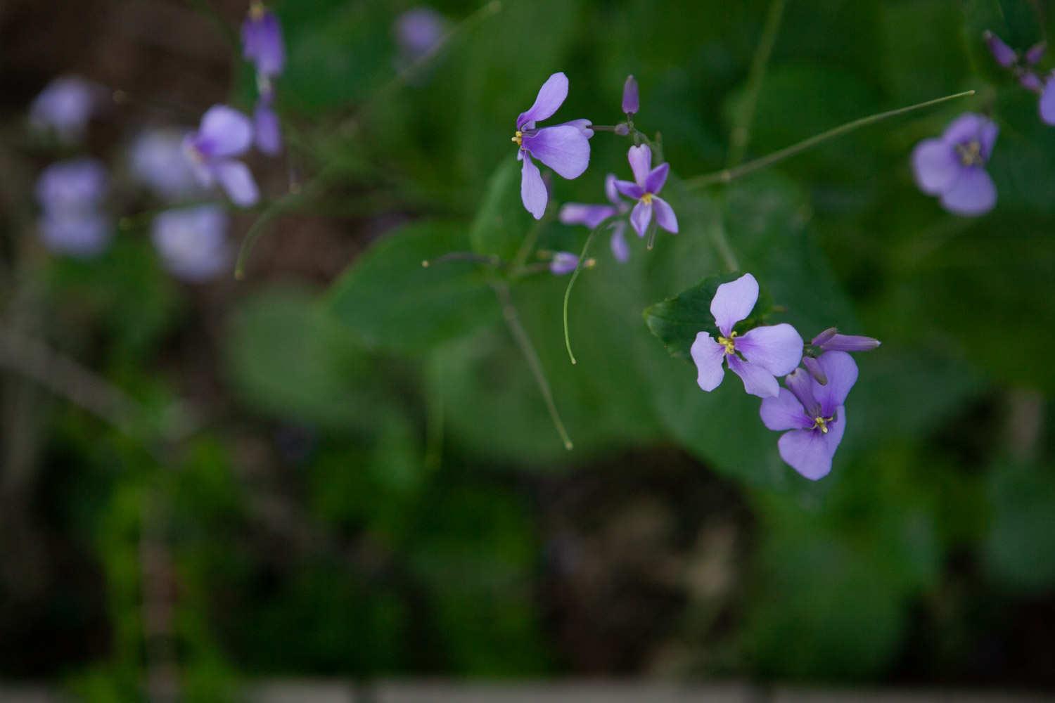 February Orchid