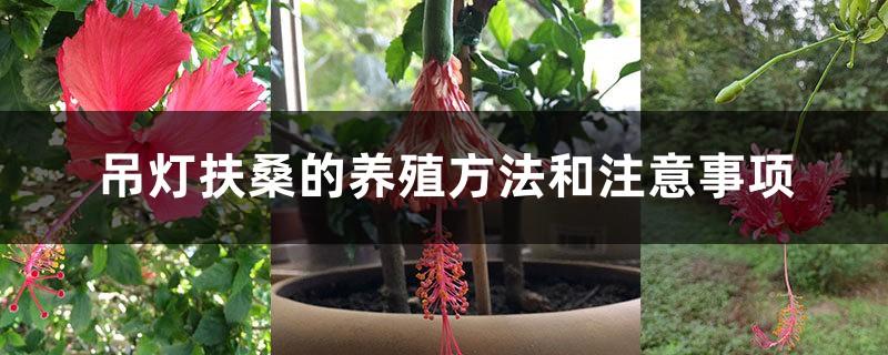 Chandelier Fuso cultivation methods and precautions