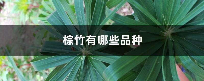 What are the varieties of brown bamboo