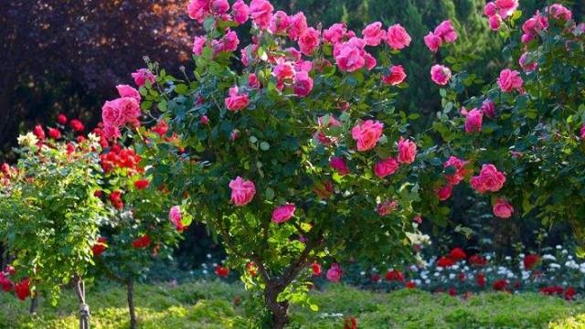 How to distinguish between roses and roses