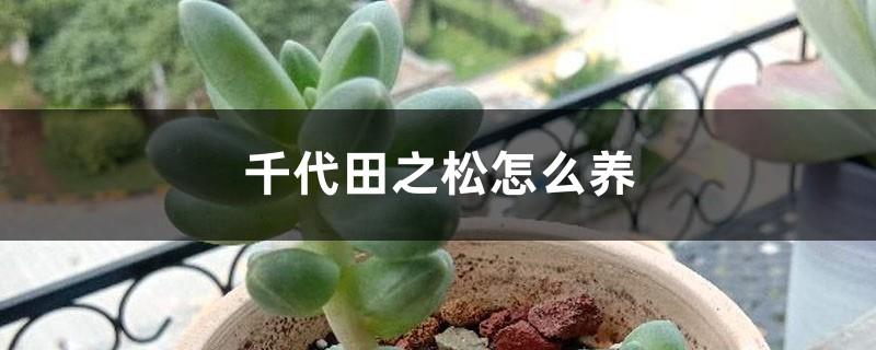 How to grow Chiyoda pine