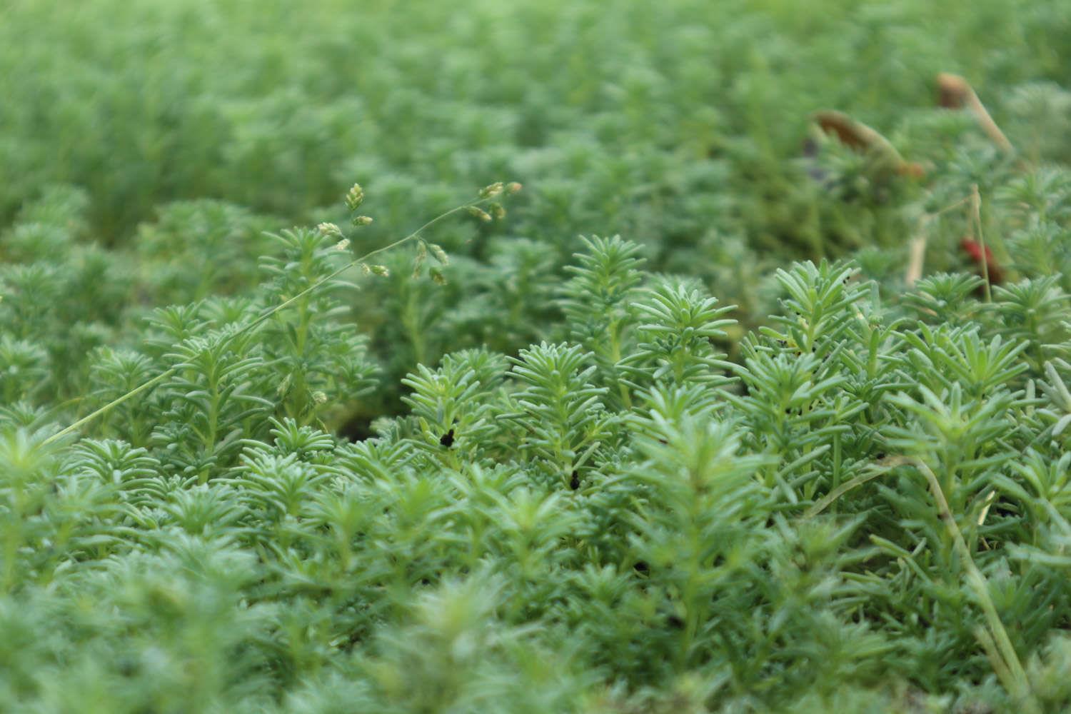 Thin Snow Perennial Grass