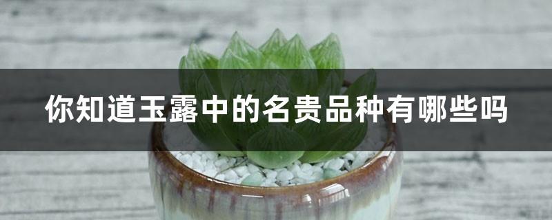 Do you know what the precious varieties are in Jade Dew