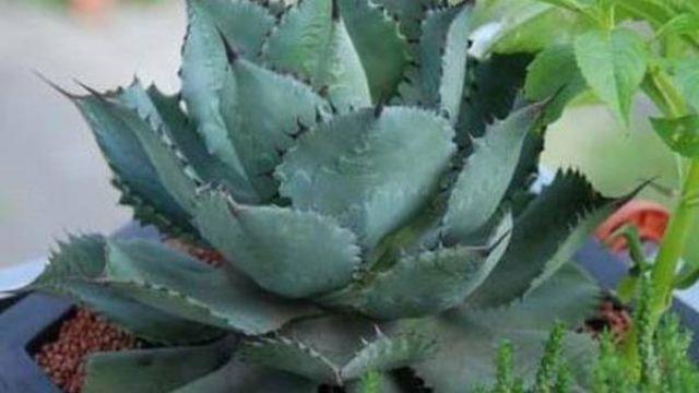 How to raise a succulent thunder god