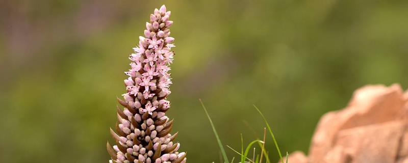 What should I do if the Vasus pine does not bloom