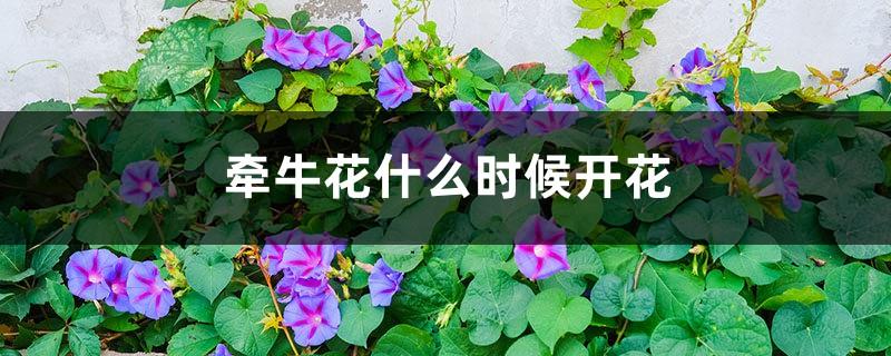 When does morning glory bloom