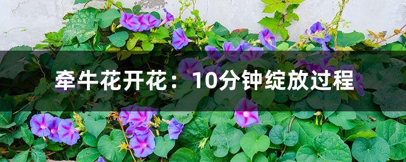 Morning glory blooming: 10 minutes of blooming process