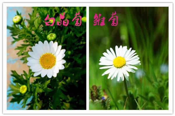 How to distinguish white chrysanthemums from daisies