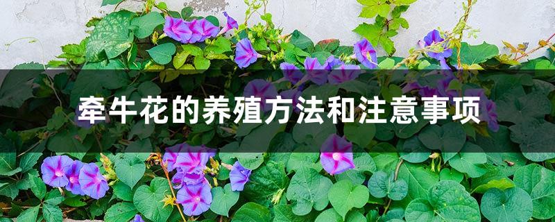 Morning Glory Breeding Methods and Precautions