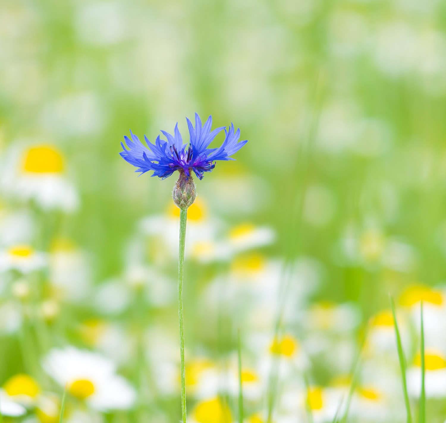 Cornflower