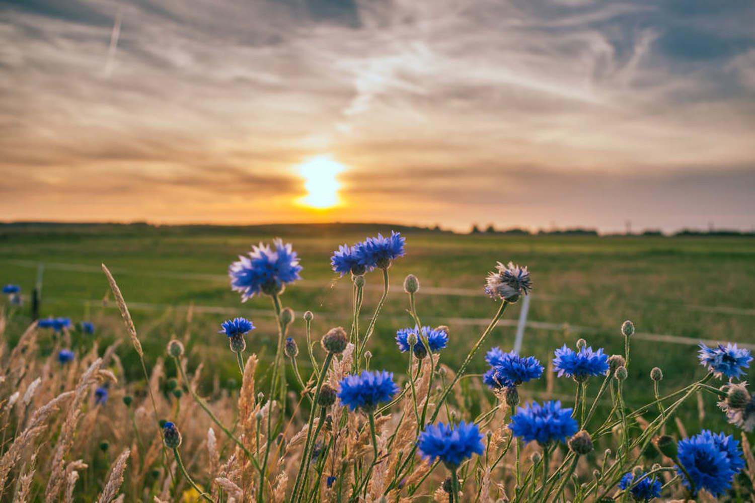 Cornflower