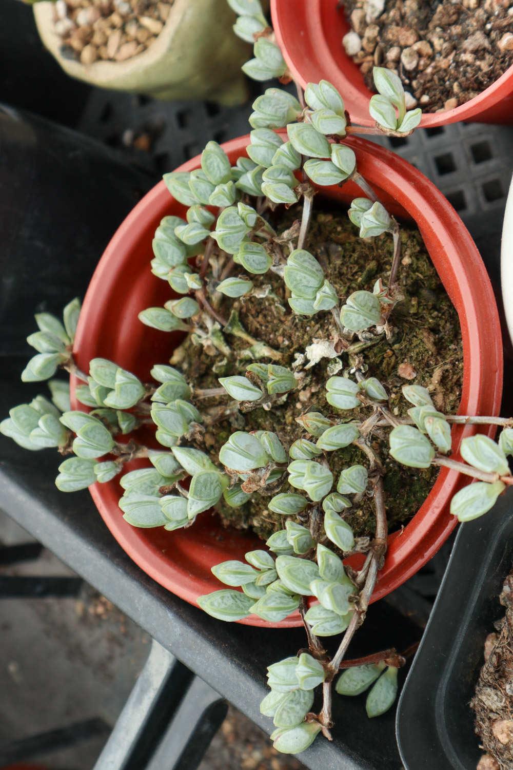 Staghorn Begonia