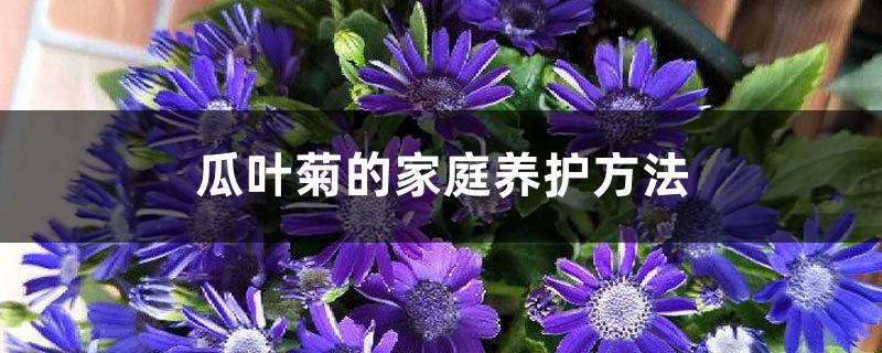 Home care methods of cineraria