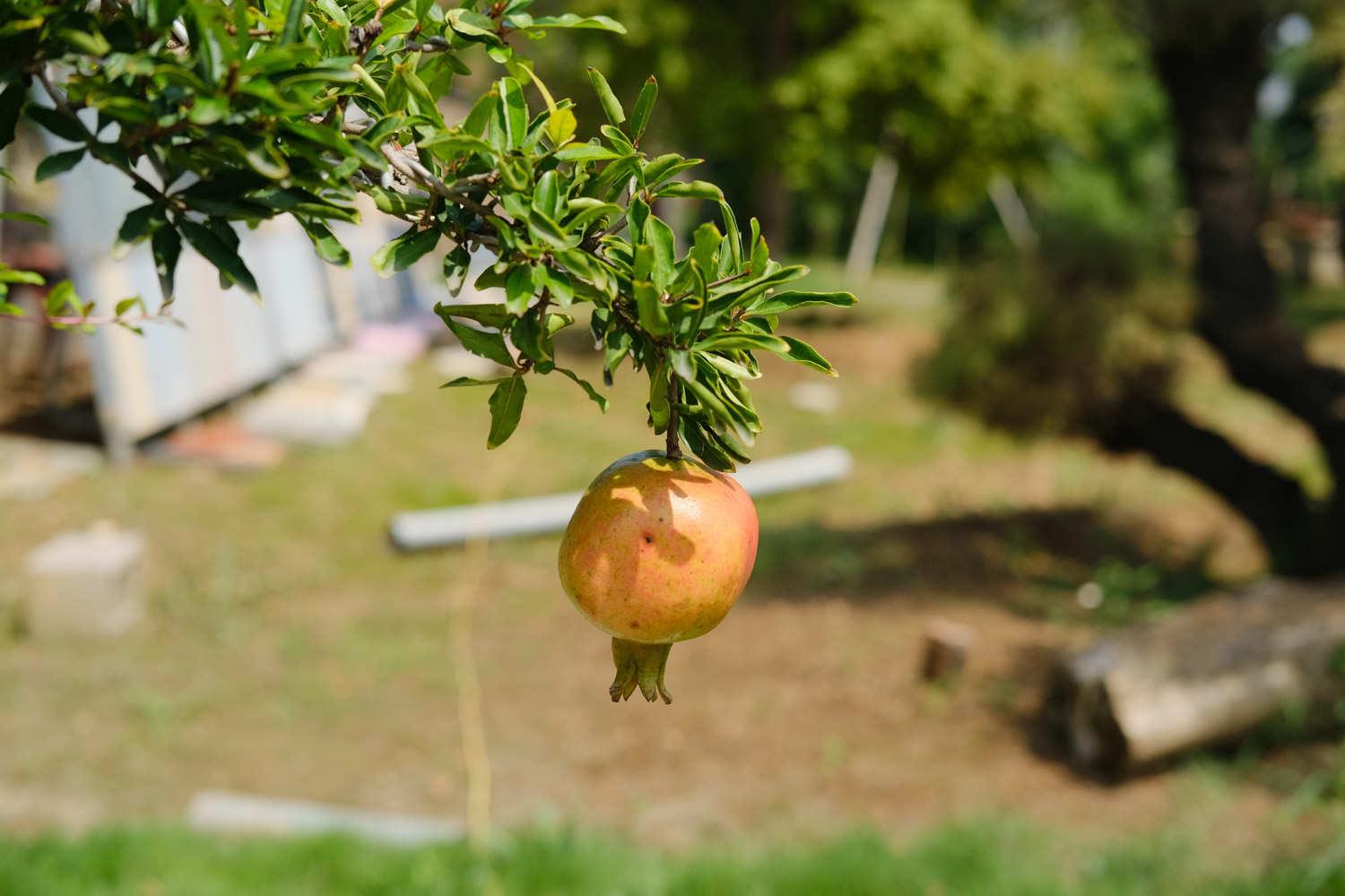 Pomegranate